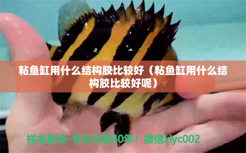 粘魚(yú)缸用什么結(jié)構(gòu)膠比較好（粘魚(yú)缸用什么結(jié)構(gòu)膠比較好呢）