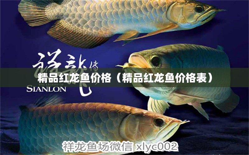 精品紅龍魚價格（精品紅龍魚價格表）