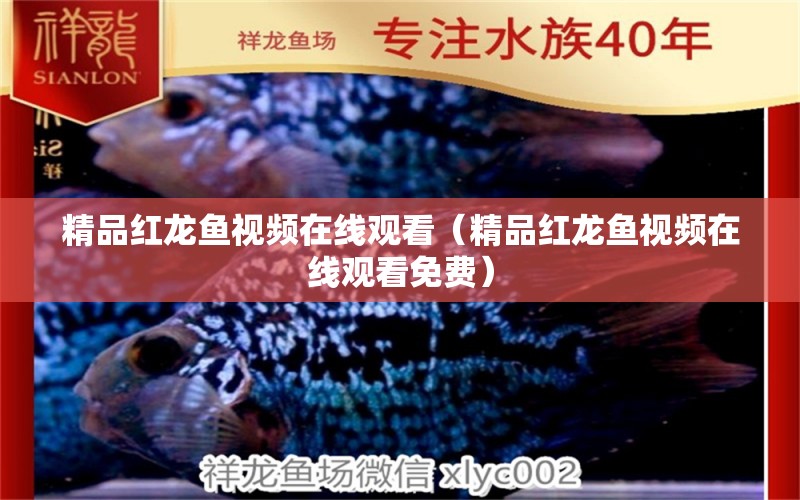 精品紅龍魚(yú)視頻在線觀看（精品紅龍魚(yú)視頻在線觀看免費(fèi)） 印尼紅龍魚(yú)