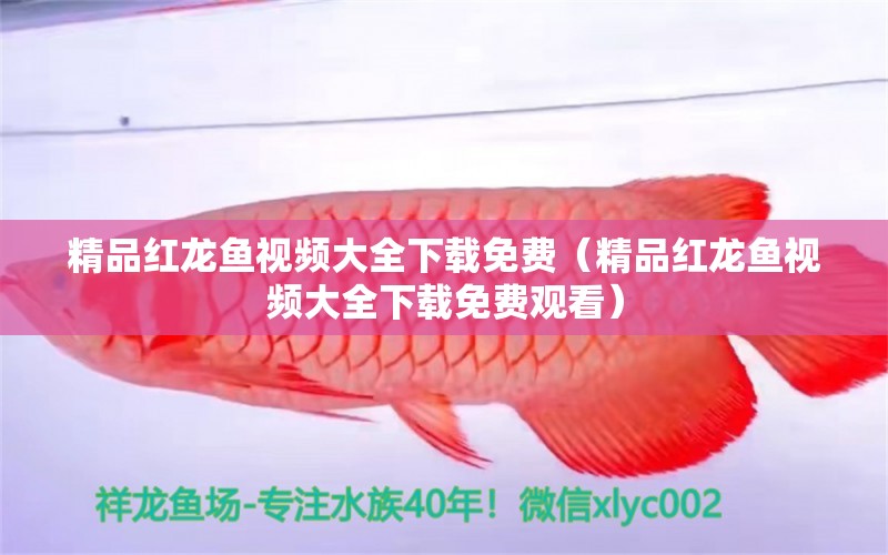 精品紅龍魚(yú)視頻大全下載免費(fèi)（精品紅龍魚(yú)視頻大全下載免費(fèi)觀看）