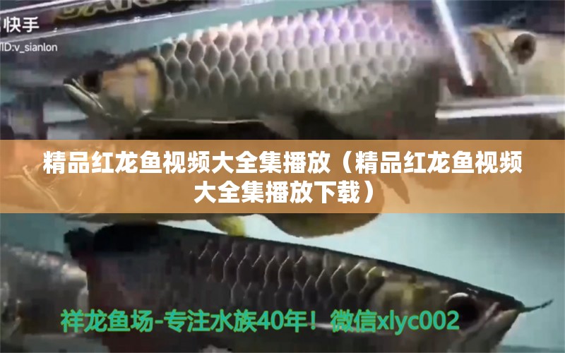 精品紅龍魚視頻大全集播放（精品紅龍魚視頻大全集播放下載）