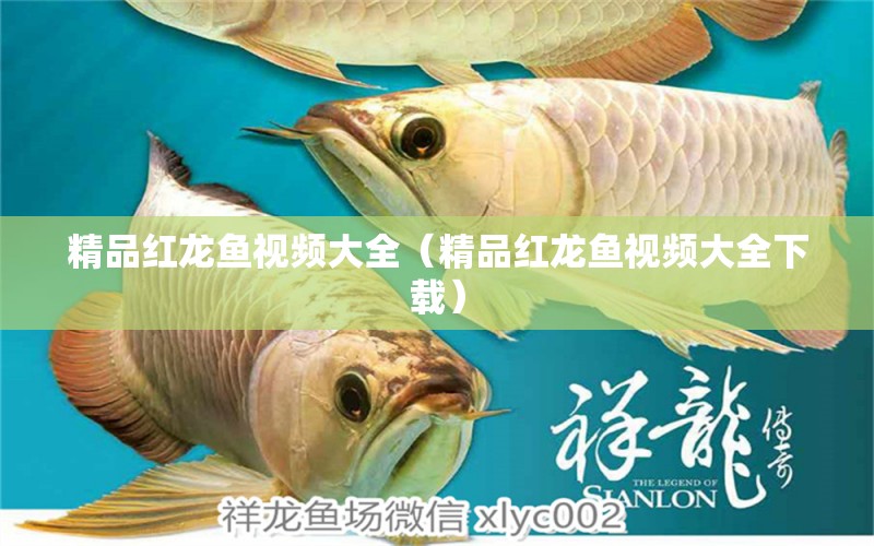 精品紅龍魚視頻大全（精品紅龍魚視頻大全下載） 印尼紅龍魚