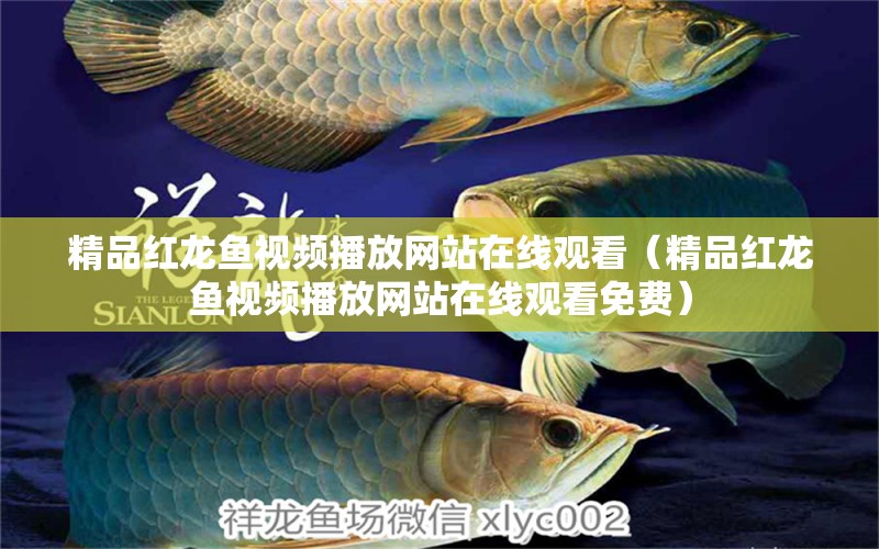 精品紅龍魚視頻播放網(wǎng)站在線觀看（精品紅龍魚視頻播放網(wǎng)站在線觀看免費(fèi)）