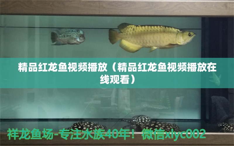 精品紅龍魚視頻播放（精品紅龍魚視頻播放在線觀看）