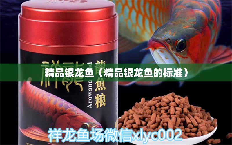 精品銀龍魚（精品銀龍魚的標準）