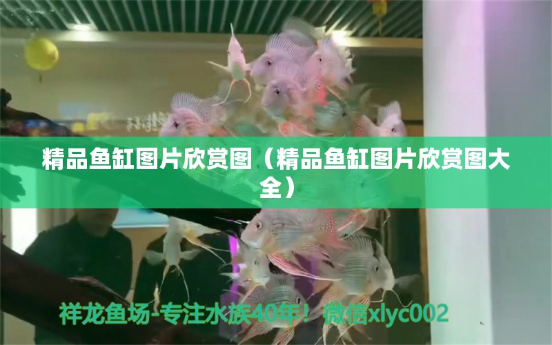 精品魚缸圖片欣賞圖（精品魚缸圖片欣賞圖大全）