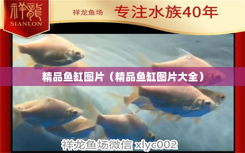 精品魚缸圖片（精品魚缸圖片大全）