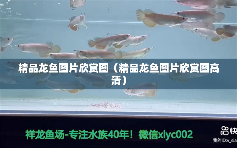 精品龍魚圖片欣賞圖（精品龍魚圖片欣賞圖高清） 金頭過背金龍魚