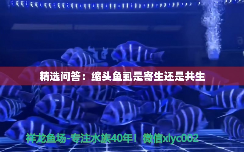 精選問答：縮頭魚虱是寄生還是共生