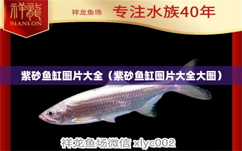 紫砂魚缸圖片大全（紫砂魚缸圖片大全大圖） 泰國斗魚