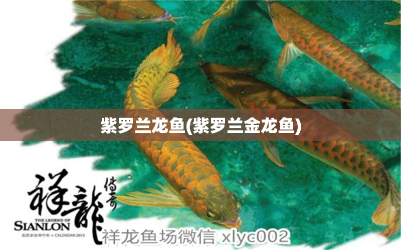 紫羅蘭龍魚(紫羅蘭金龍魚) 黃金鴨嘴魚 第1張