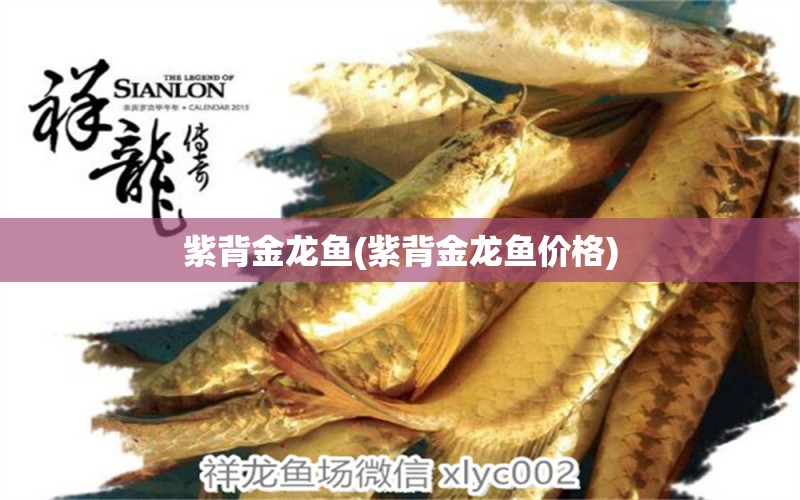 紫背金龍魚(yú)(紫背金龍魚(yú)價(jià)格) 紅勾銀版魚(yú)