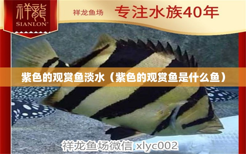 紫色的觀賞魚淡水（紫色的觀賞魚是什么魚） 量子養(yǎng)魚技術(shù)