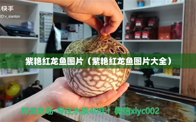 紫艷紅龍魚圖片（紫艷紅龍魚圖片大全） 觀賞魚市場（混養(yǎng)魚）