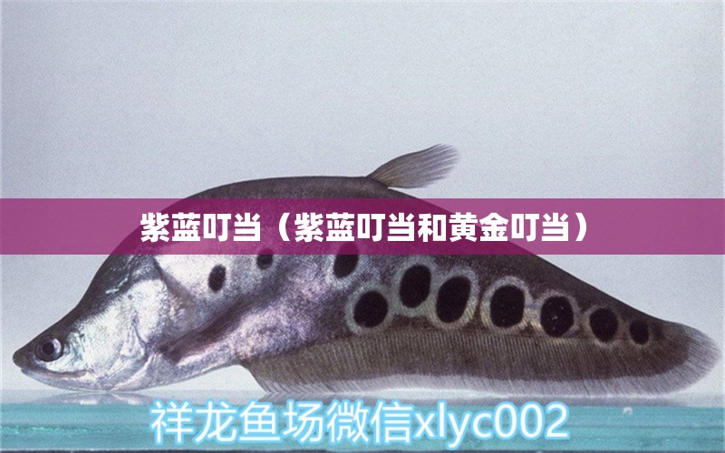 紫藍叮當（紫藍叮當和黃金叮當） 觀賞魚