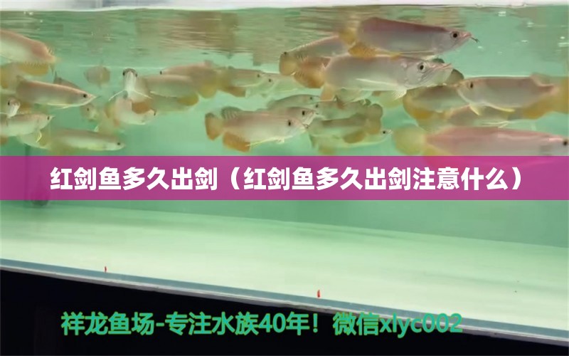 紅劍魚多久出劍（紅劍魚多久出劍注意什么） 廣州龍魚批發(fā)市場