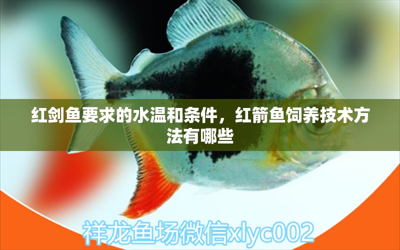 紅劍魚要求的水溫和條件，紅箭魚飼養(yǎng)技術(shù)方法有哪些