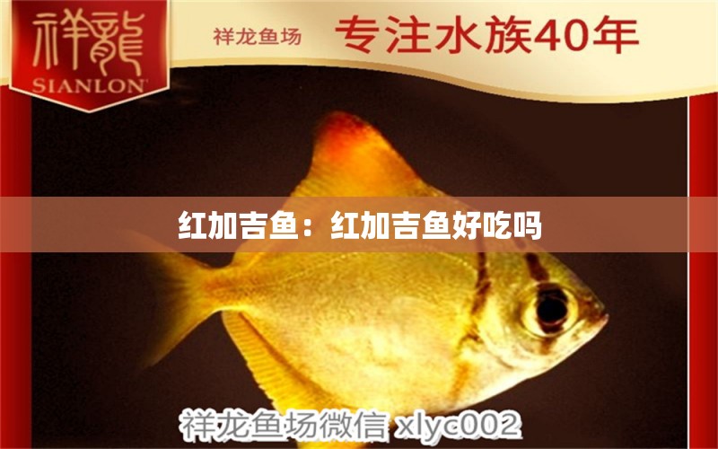 紅加吉魚：紅加吉魚好吃嗎