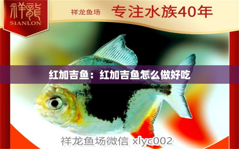 紅加吉魚：紅加吉魚怎么做好吃