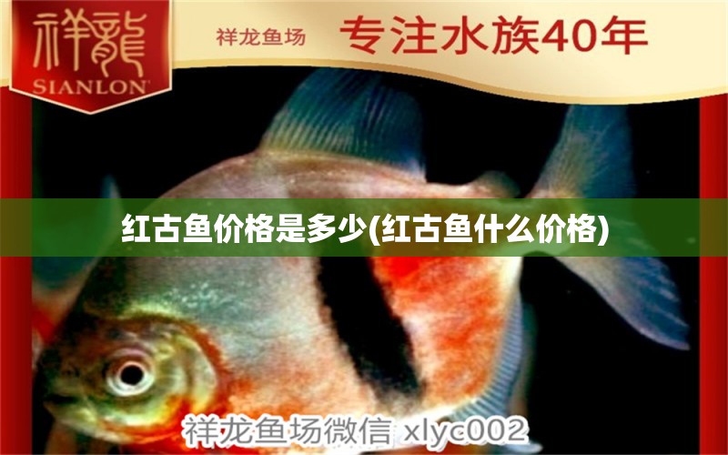 紅古魚價格是多少(紅古魚什么價格) 三色錦鯉魚