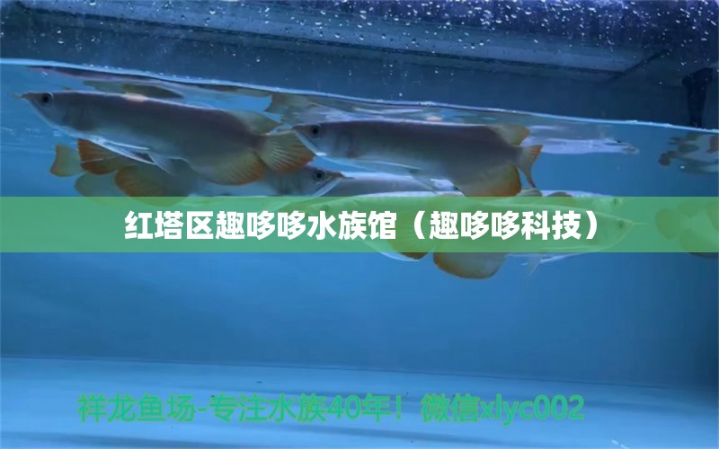 紅塔區(qū)趣哆哆水族館（趣哆哆科技） 全國(guó)水族館企業(yè)名錄