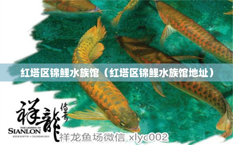 紅塔區(qū)錦鯉水族館（紅塔區(qū)錦鯉水族館地址）