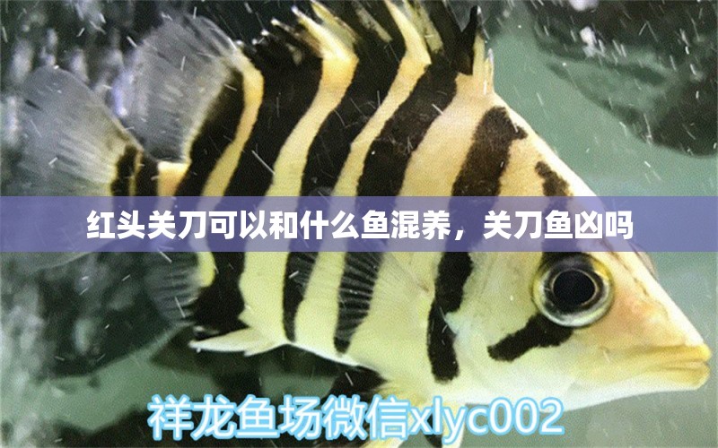 紅頭關刀可以和什么魚混養(yǎng)，關刀魚兇嗎