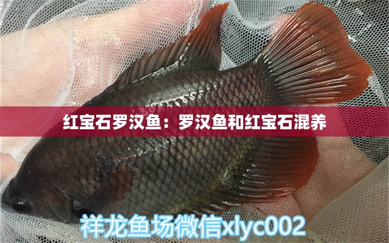 紅寶石羅漢魚：羅漢魚和紅寶石混養(yǎng) 羅漢魚