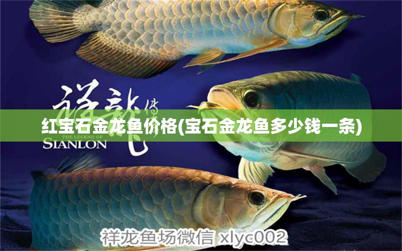 紅寶石金龍魚價(jià)格(寶石金龍魚多少錢一條)