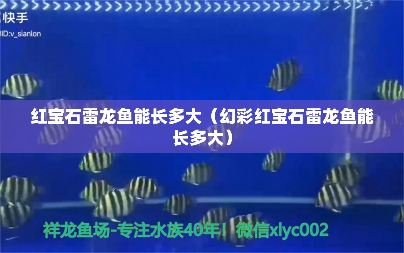 紅寶石雷龍魚能長多大（幻彩紅寶石雷龍魚能長多大） 翡翠鳳凰魚