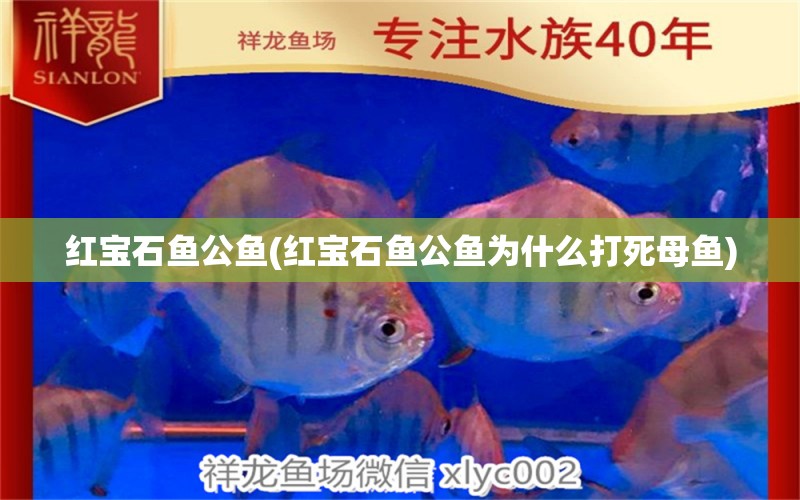 紅寶石魚(yú)公魚(yú)(紅寶石魚(yú)公魚(yú)為什么打死母魚(yú))