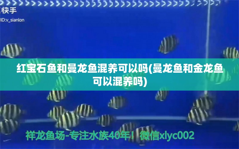 紅寶石魚和曼龍魚混養(yǎng)可以嗎(曼龍魚和金龍魚可以混養(yǎng)嗎) 朱巴利魚 第1張