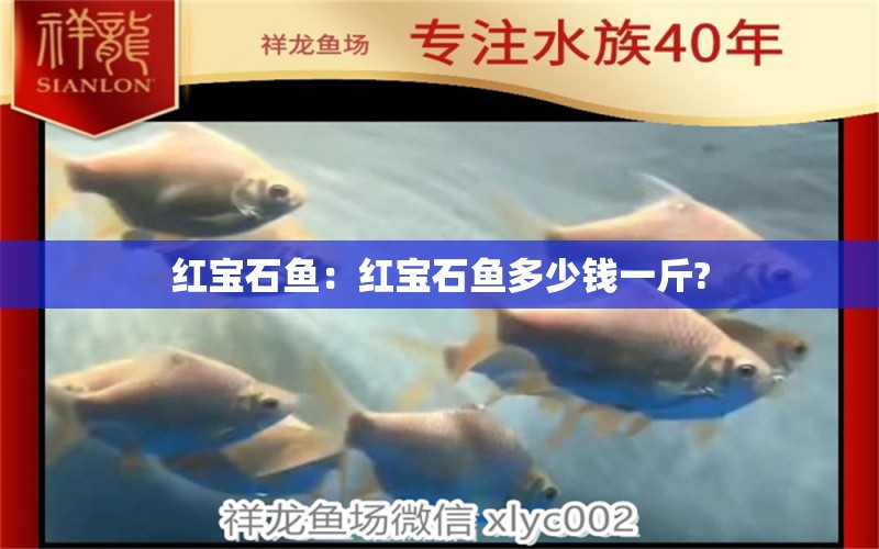 紅寶石魚(yú)：紅寶石魚(yú)多少錢(qián)一斤?