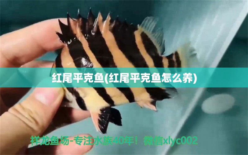 紅尾平克魚(yú)(紅尾平克魚(yú)怎么養(yǎng))