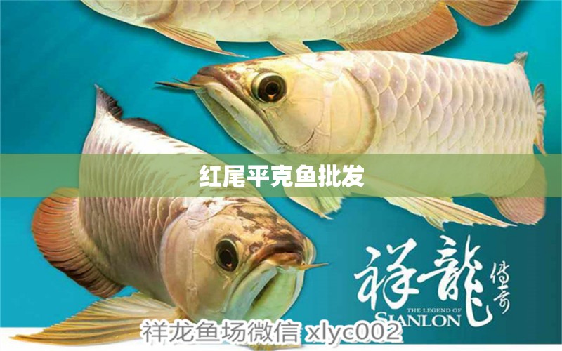 紅尾平克魚(yú)批發(fā)