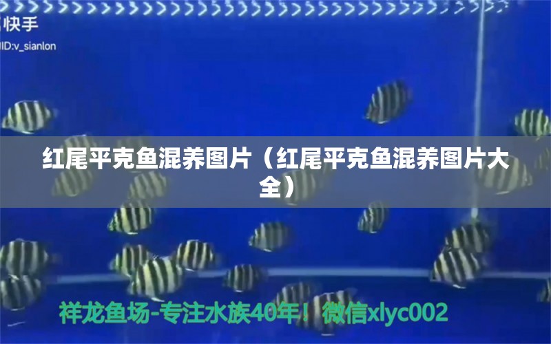 紅尾平克魚(yú)混養(yǎng)圖片（紅尾平克魚(yú)混養(yǎng)圖片大全）