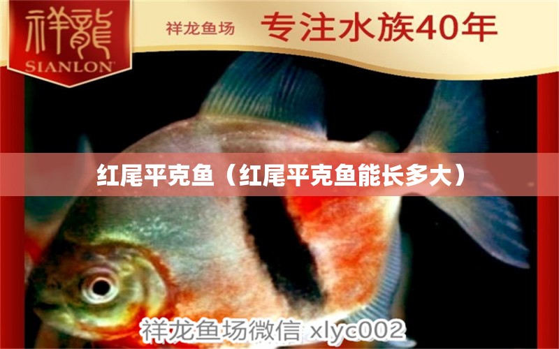 紅尾平克魚（紅尾平克魚能長(zhǎng)多大） 紅尾平克魚