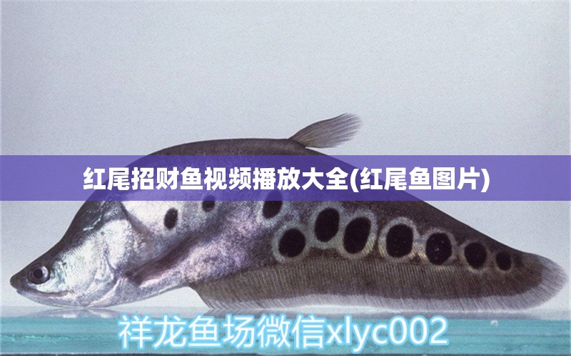 紅尾招財(cái)魚視頻播放大全(紅尾魚圖片) 黃金眼鏡蛇雷龍魚