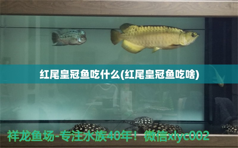 紅尾皇冠魚吃什么(紅尾皇冠魚吃啥) 南美異形觀賞魚