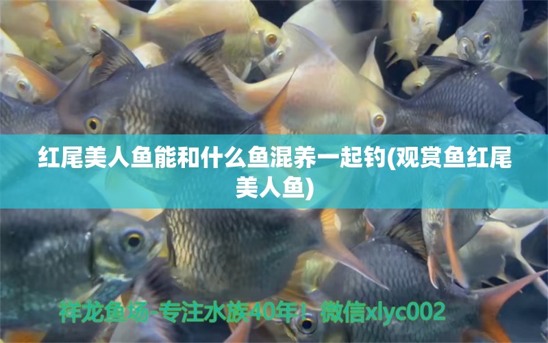 紅尾美人魚能和什么魚混養(yǎng)一起釣(觀賞魚紅尾美人魚) 垂釣樂園