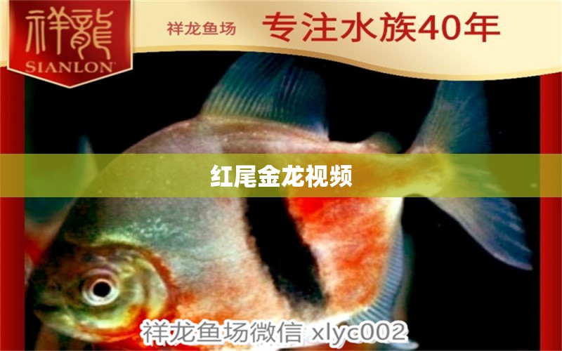 紅尾金龍視頻 祥龍魚場