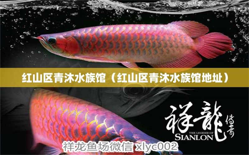 紅山區(qū)青沐水族館（紅山區(qū)青沐水族館地址） 全國(guó)水族館企業(yè)名錄