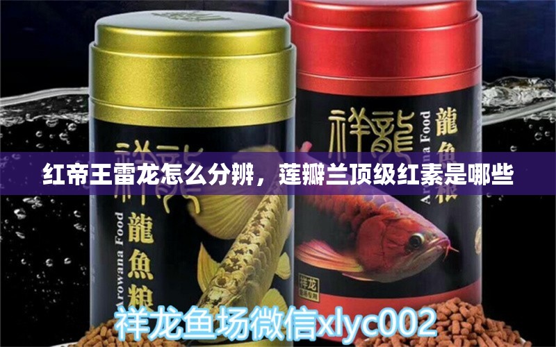 紅帝王雷龍?jiān)趺捶直?，蓮瓣蘭頂級(jí)紅素是哪些 觀賞魚