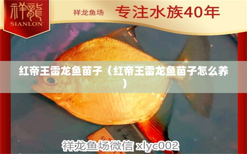 紅帝王雷龍魚苗子（紅帝王雷龍魚苗子怎么養(yǎng)）