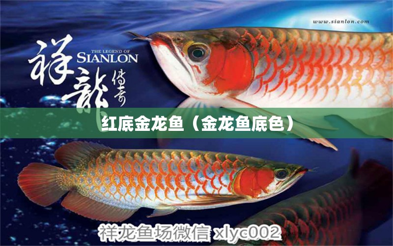 紅底金龍魚（金龍魚底色） 檸檬鯽