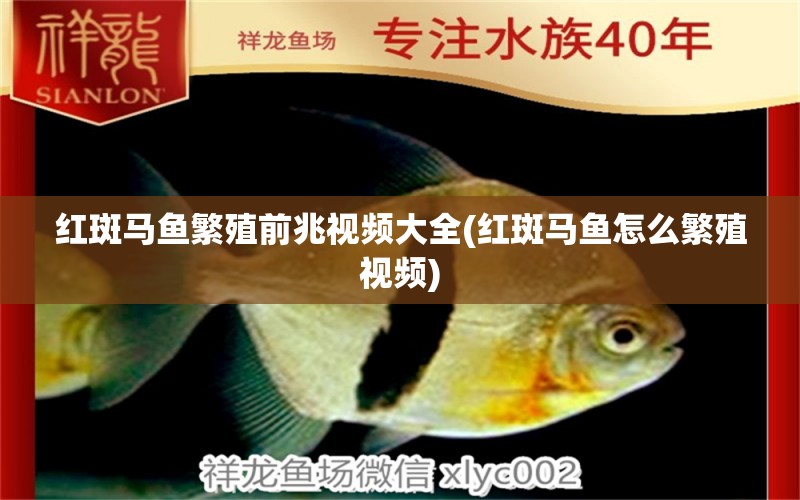 紅斑馬魚繁殖前兆視頻大全(紅斑馬魚怎么繁殖視頻) 充氧泵