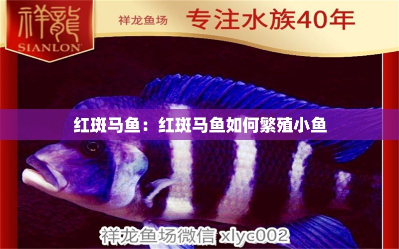 紅斑馬魚：紅斑馬魚如何繁殖小魚