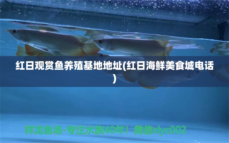 紅日觀賞魚(yú)養(yǎng)殖基地地址(紅日海鮮美食城電話(huà)) 海象魚(yú)