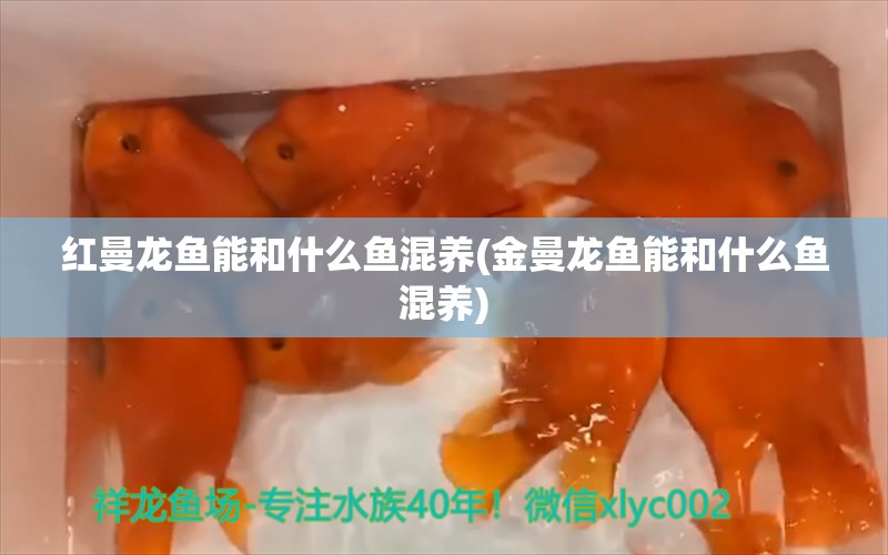 紅曼龍魚能和什么魚混養(yǎng)(金曼龍魚能和什么魚混養(yǎng)) 泰國虎魚（泰虎）