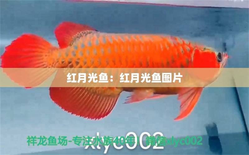 紅月光魚：紅月光魚圖片